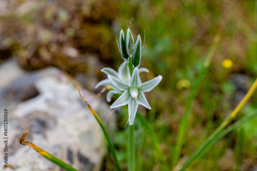White flowers of drooping star bethlehem on meadow. Bells and buds of ornithogalum nutans is species of herbaceous asparagaceae family. Bulbous plant of nodding milk star. White-green wildflowers.