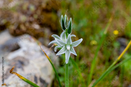 Obraz na płótnie White flowers of drooping star bethlehem on meadow. Bells and buds of ornithogalum nutans is species of herbaceous asparagaceae family. Bulbous plant of nodding milk star. White-green wildflowers. w salonie