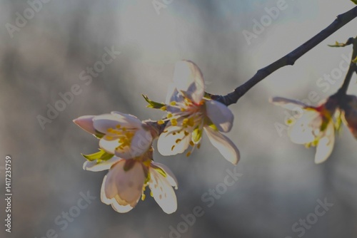 Blossoms on almond trees. Blooming almond trees in almond orchard. Concept of flowering trees in spring. The concepts of farming and planting. Close-up, macro image