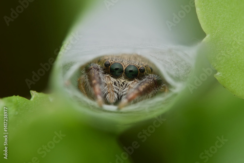 Cute jumping spider genus of hyllus diardi in the web nest