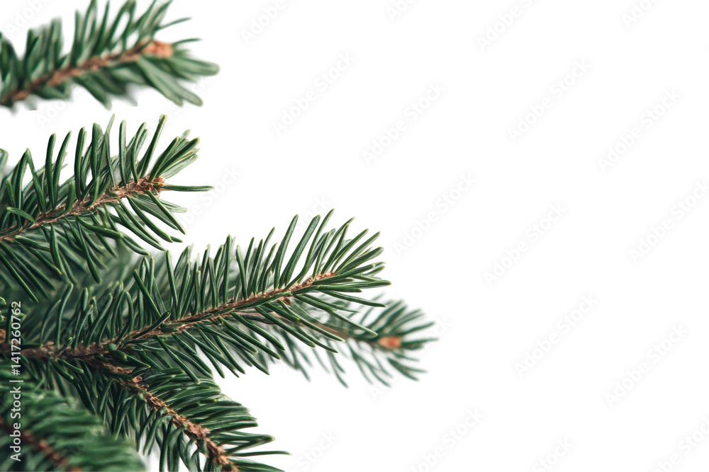 Close up view of green pine branch with sharp needles isolated on clean white background Close up view of green pine branch with sharp needles isolated on clean white background