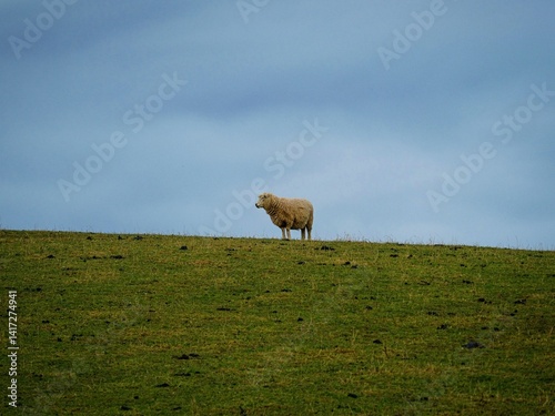 One single lone isolated sheep standing on green grass meadow pasture farm hill with cloudy blue background, typical nature landscape in New Zealand