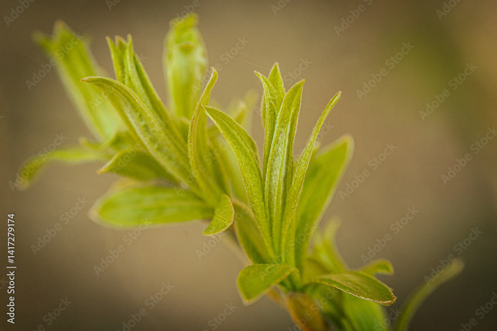 Obraz premium Close-up of tender green leaves sprouting from a stem, symbolizing new growth and the arrival of spring. Soft, blurred background provides copy space.