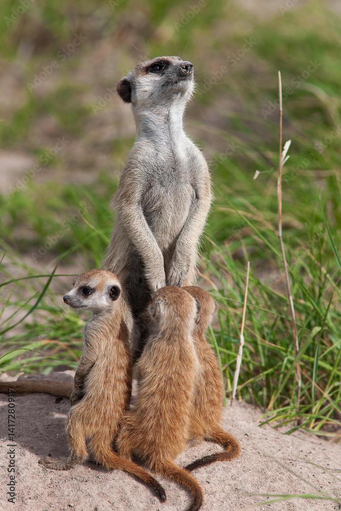 Fototapeta premium Les suricates du Botswana