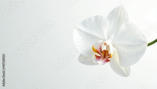 Delicate white orchid blossom against pure white backdrop, art, texture