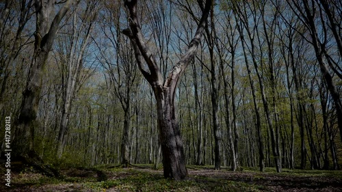 A weathered tree trunk, scarred and strong, reaching for the cerulean sky. Bare branches, a testament to resilience, against a vibrant blue backdrop. Nature's artistry: a gnarled tree, a masterpiece 