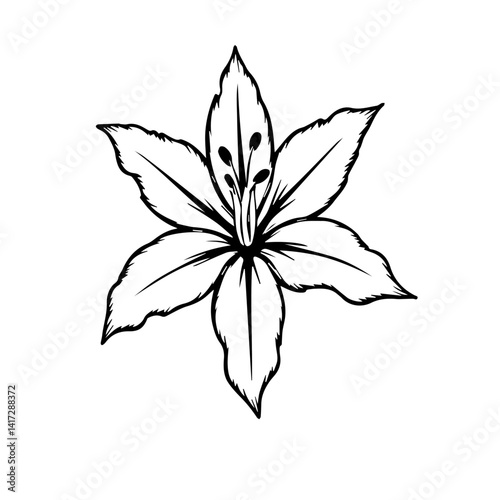 Line Art Lily Flower Illustration on White Background  