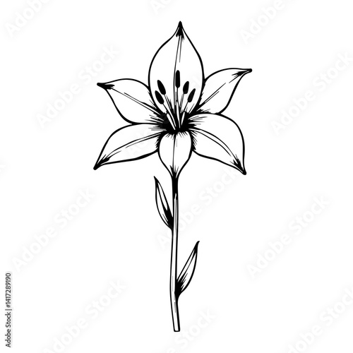 Elegant Hand-Drawn Lily Flower Illustration on White Background  