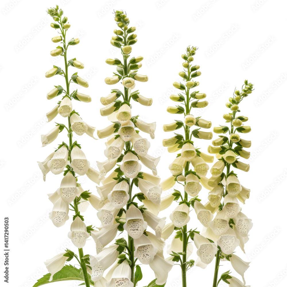 Beautiful white foxglove flowers stand tall, showcasing their delicate bell shaped blooms and lush green foliage, creating serene and elegant garden atmosphere