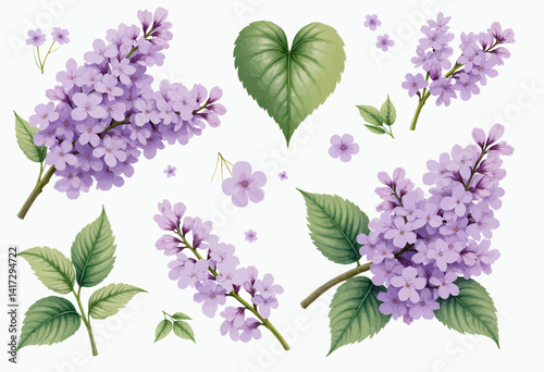Lilac Blossoms and Heart-Shaped Leaf on White