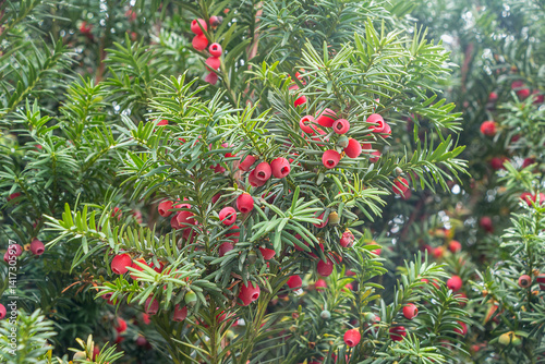 Yew branches with red berries in close-up. Taxus baccata tree