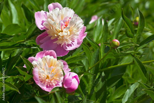 Fototapeta Naklejka Na Ścianę i Meble -  Pink and yellow peonies close-up. Peonies of 