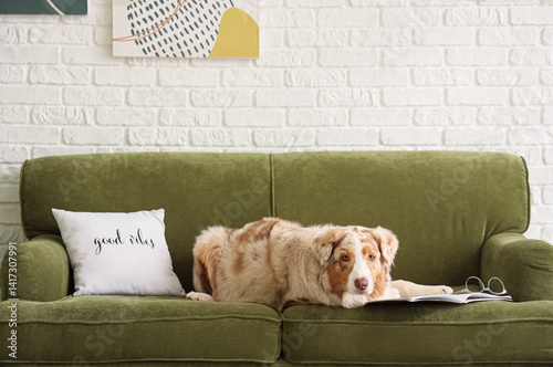 Cute Australian Shepherd do...