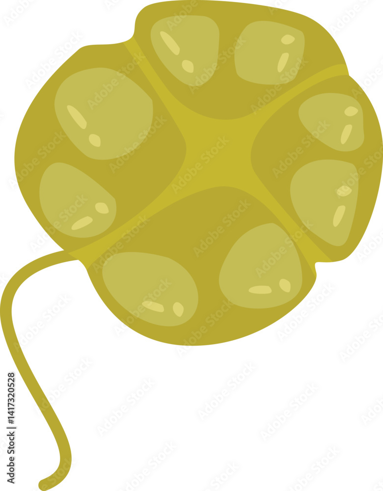 karenia brevis vector illustration karenia brevis vector illustration