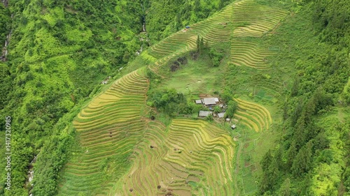 The green and yellow terraced rice fields nestled at the foot of the tropical mountains, in Asia, Vietnam, Tonkin, Sapa, near Lao Cai, in summer, on a sunny day. 
