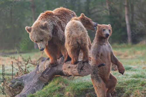  Two brown bear cub and the mother 