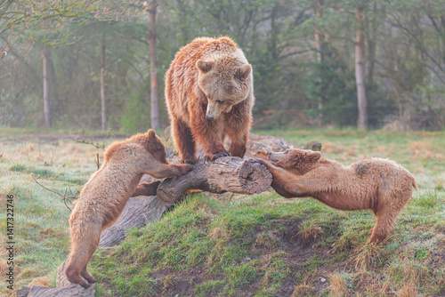  Two brown bear cub and the mother 