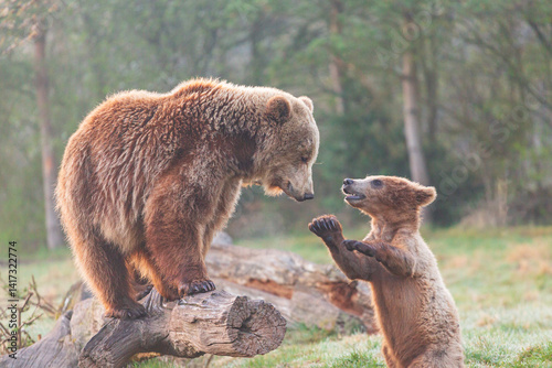 brown bear cub and  big brown bear playing