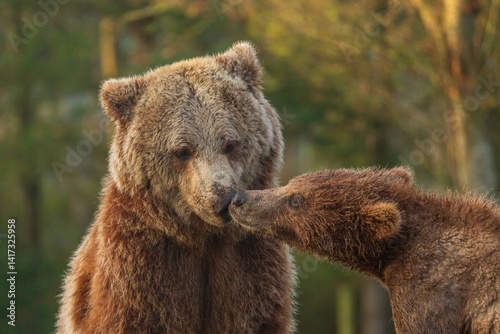 brown bear cub and  big brown bear