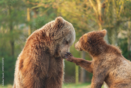 brown bear cub and  big brown bear playing