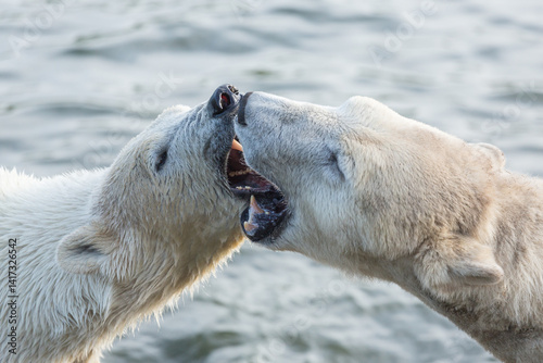 two polar bears close up