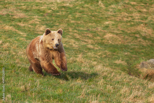 Brown bear  running in the field