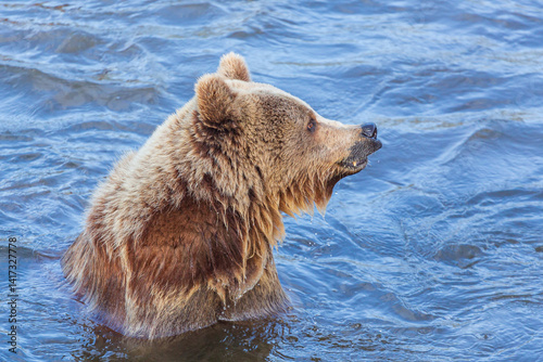 brown bear in water