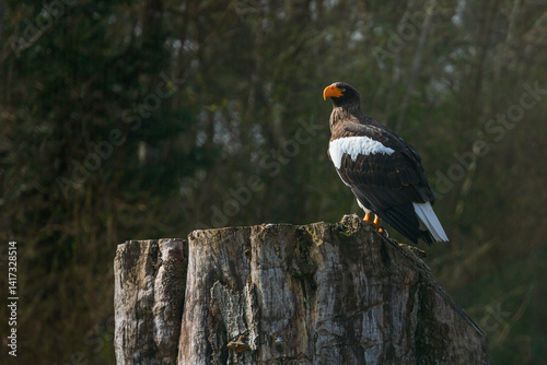 Sea eagle sitting on a tree stump