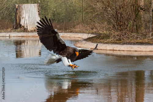 Sea eagle flying near the water