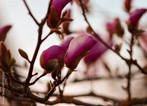 Magnolie