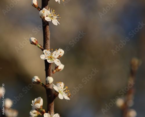 Schlehenblüte