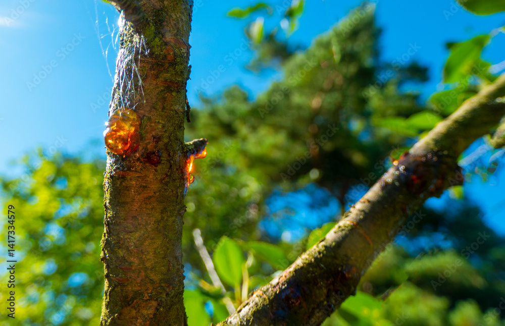 Amber yellow resin drop. Resin on the tree in orchard. Orange natural resin on a tree. High quality photo