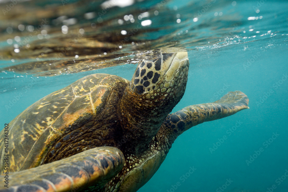 Obraz premium Close-up of a Green Turtle (Chelonia mydas) Surfacing for Air. Los Tuneles, Cabo Rosa. Isabela Island, Galapagos