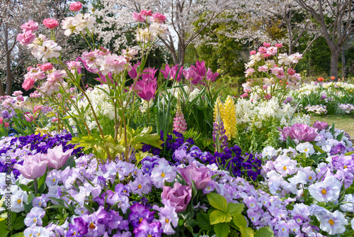 Obraz na płótnie 様々な花が咲き乱れる美しい花壇。
Beautiful flower beds with a variety of flowers. w salonie
