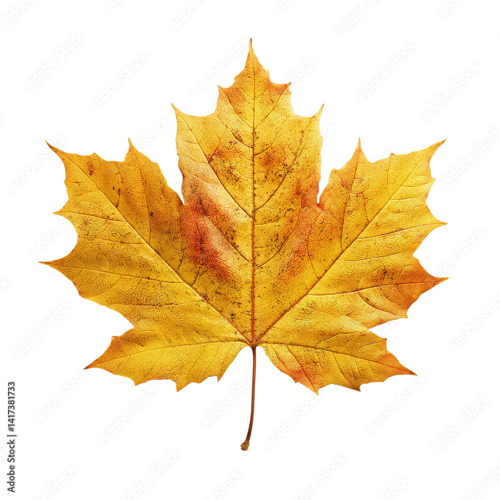 Golden Maple Leaf Isolated White Background Golden Maple Leaf Isolated White Background