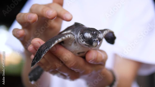 Professional marine biologist carefully holding delicate baby sea turtle, highlighting conservation efforts and gentle care for vulnerable marine species during wildlife research and rescue