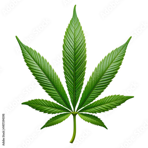 Isolated on white, a green cannabis leaf, also known as marijuana or hemp, represents the herbal plant