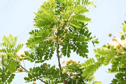Albizia lebbeck flowers. Its Common names shirisha tree, siris, Indian siris, East Indian walnut, Broome raintree, lebbeck, lebbek tree, frywood, flea tree and woman's tongue tree.