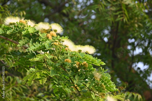 Albizia lebbeck flowers. Its Common names shirisha tree, siris, Indian siris, East Indian walnut, Broome raintree, lebbeck, lebbek tree, frywood, flea tree and woman's tongue tree. photo