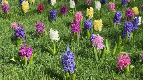 Hyacinths flowers, just imagine hyacinth fragrance.