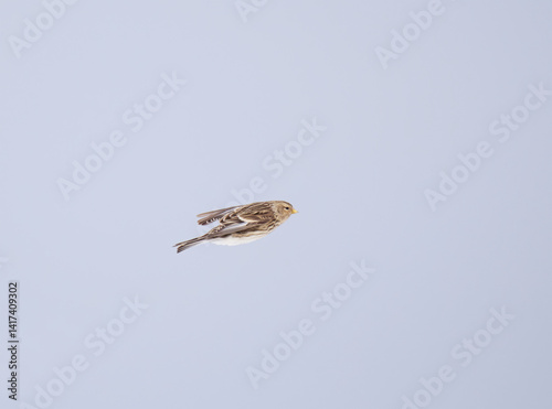 Twite (Linaria flavirostris) flying in the sky in spring.
