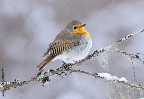 European robin (erithacus rubecula) in snowfall sitting on a branch in early spring.	
