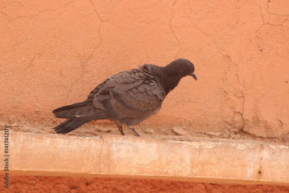 Obraz premium A close-up shot of a pigeon perched on a building