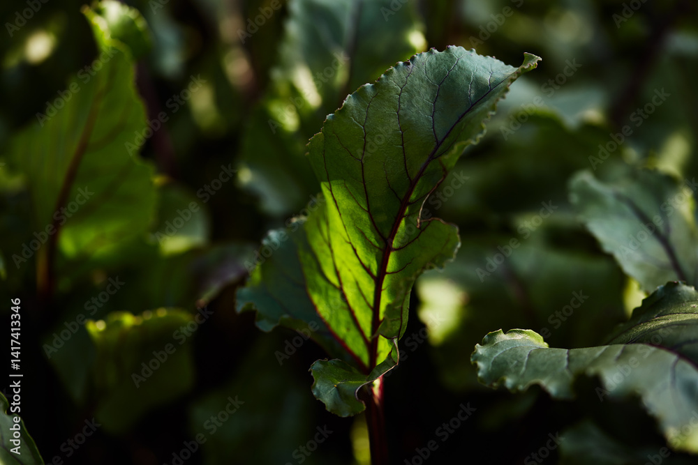 Close-up of a beetroot green leaf with red veins illuminated by sunlight