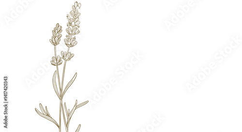 Good vector. Lavender flower illustration on white background