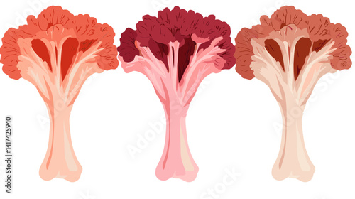 Three Shades of Cauliflower: Red, Purple, and Orange Vegetables on White Background