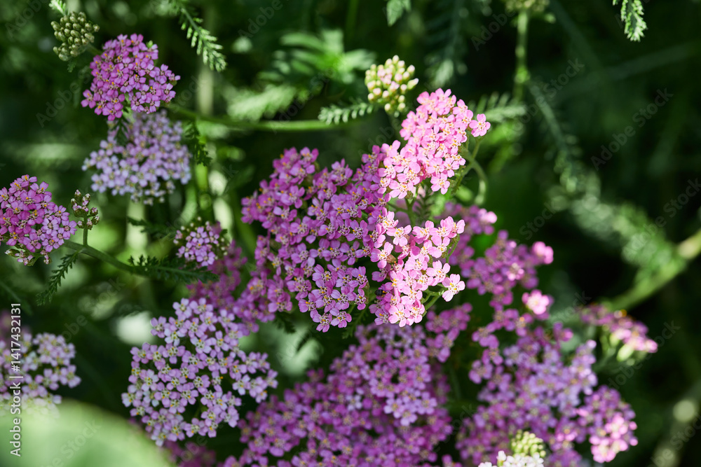 Close-up of vibrant pink and purple yarrow flowers with delicate bloom Close-up of vibrant pink and purple yarrow flowers with delicate bloom