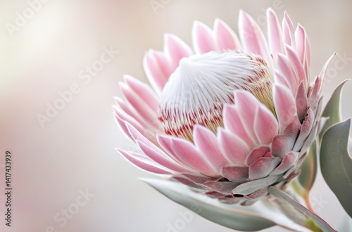 A beautiful close-up of a South African protea flower