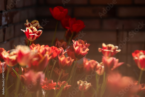 Piękne tulipany w ogrodzie na wiosnę © Elżbieta Kaps