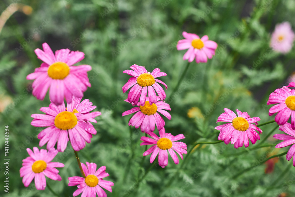 Bright pink flowers with yellow centers bloom in a garden adorned with raindrops during springtime Bright pink flowers with yellow centers bloom in a garden adorned with raindrops during springtime